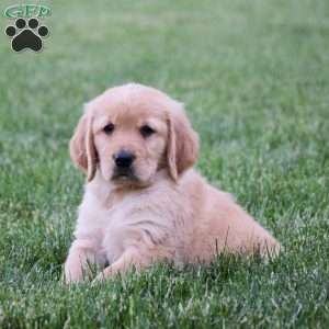 Halo, Golden Retriever Puppy